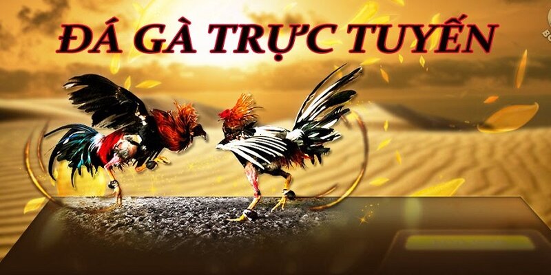 Cách đặt kèo đá gà C1 dễ dàng, hiệu quả