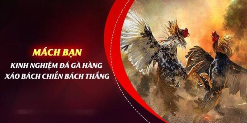 Kinh nghiệm đặt kèo đá gà C1 tăng tỷ lệ thắng