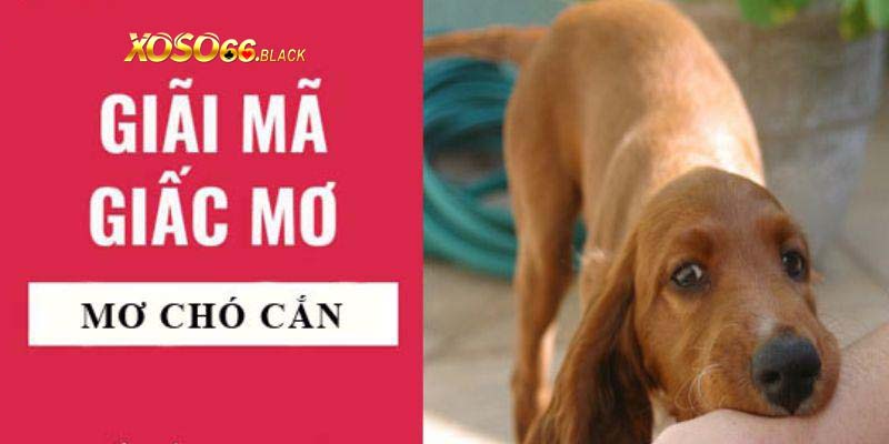 Giải mã mơ thấy chó cắn chuẩn xác nhất