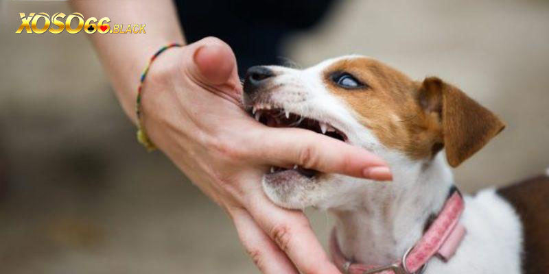 Những con số khi mơ thấy chó cắn trúng lớn