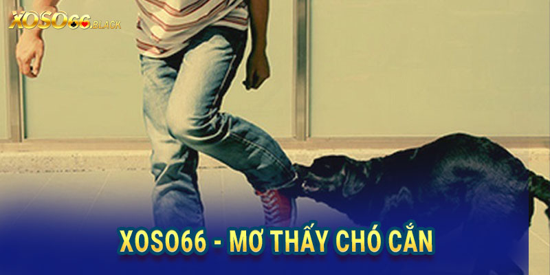 XOSO66 - Giải mã giấc mơ thấy mình bị chó cắn