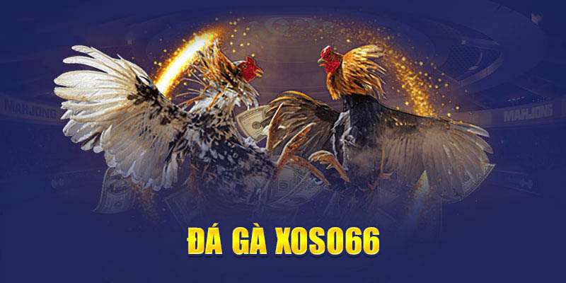 Các trận đấu đá gà kịch tính tại Xoso66