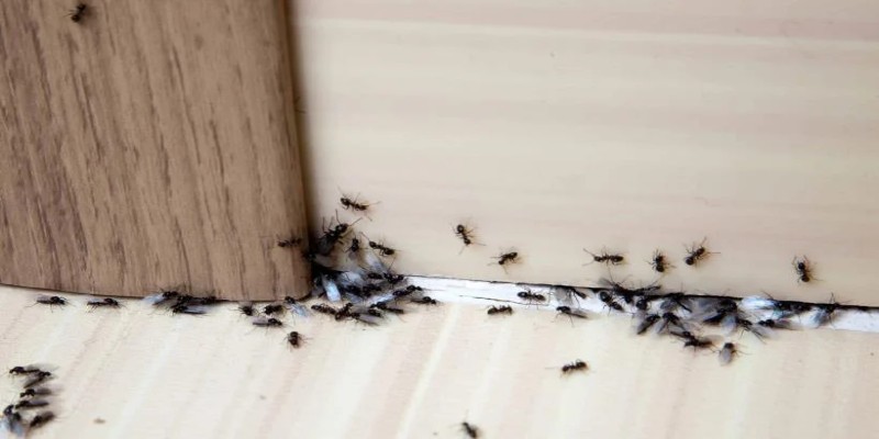Tổ kiến trong nhà ẩn chứa điều may mắn