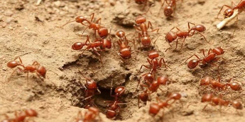 Chiêm bao kiến lửa mang nhiều điềm may rủi