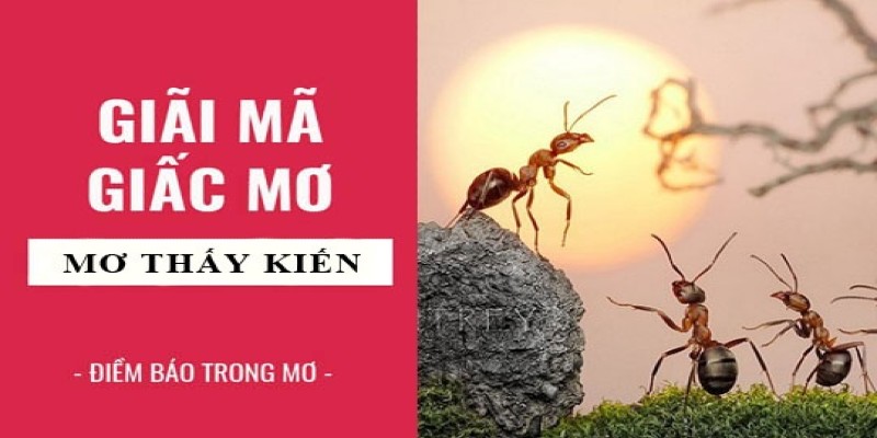 Mộng về kiến ẩn chứa nhiều ý nghĩa