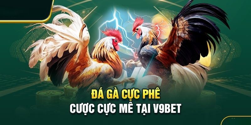 Đá gà tại V9bet được người chơi đánh giá cao 